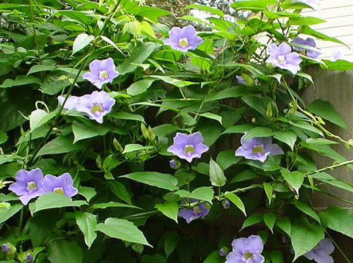 Cây Dây bông xanh. Thunbergia grandiflora - Cây Thuốc Nam Quanh Ta